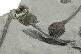 Plate of Silurian Cystoid (Caryocrinites) Fossils - New York #232153-3